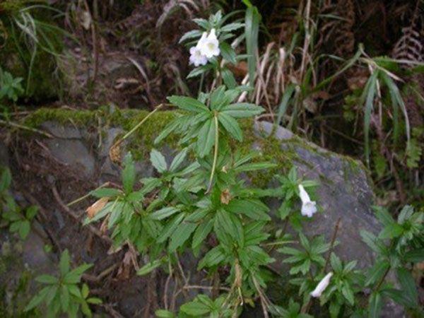 腰腿疼痛走路都费劲农村的野草竟专治腰腿痛