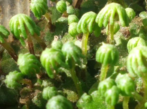 注意:底部绿皮与上部是一体的,地底部分为丝状,很密