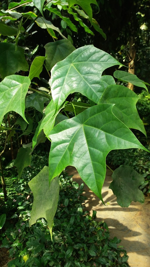 请问这是什么树木的叶子?