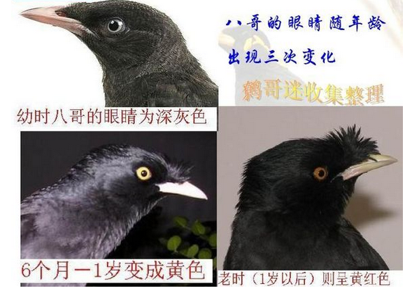 能帮我看看这只八哥多大吗?