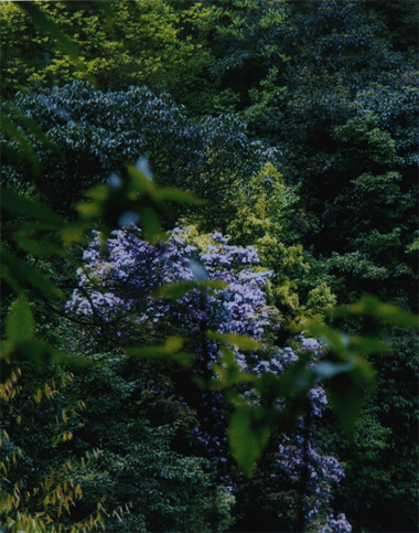 铁山国家森林公园