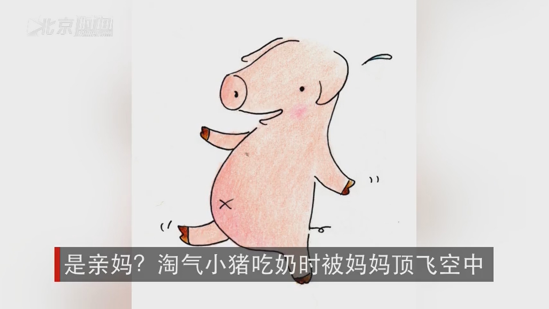 是亲妈?淘气小猪吃奶时被妈妈顶飞空中