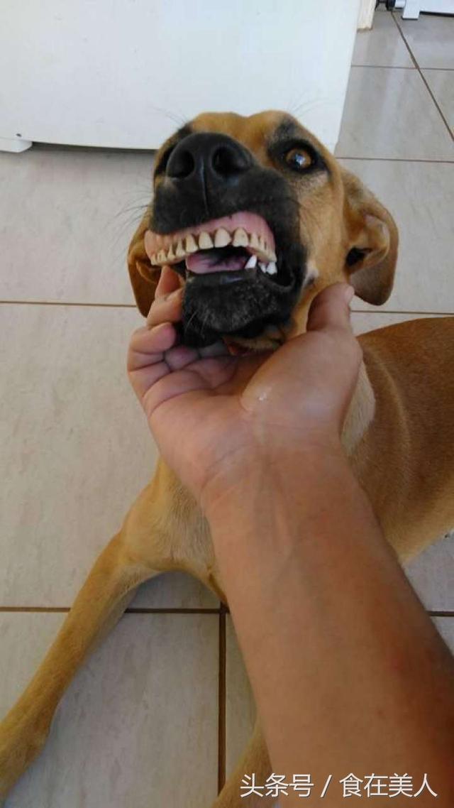 狗狗在后院挖土后,笑容变得异常灿烂,主人当场被逗得哈哈大笑