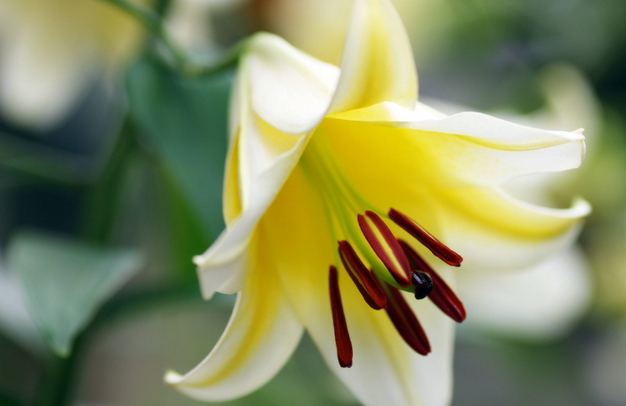 百合科百合属植物