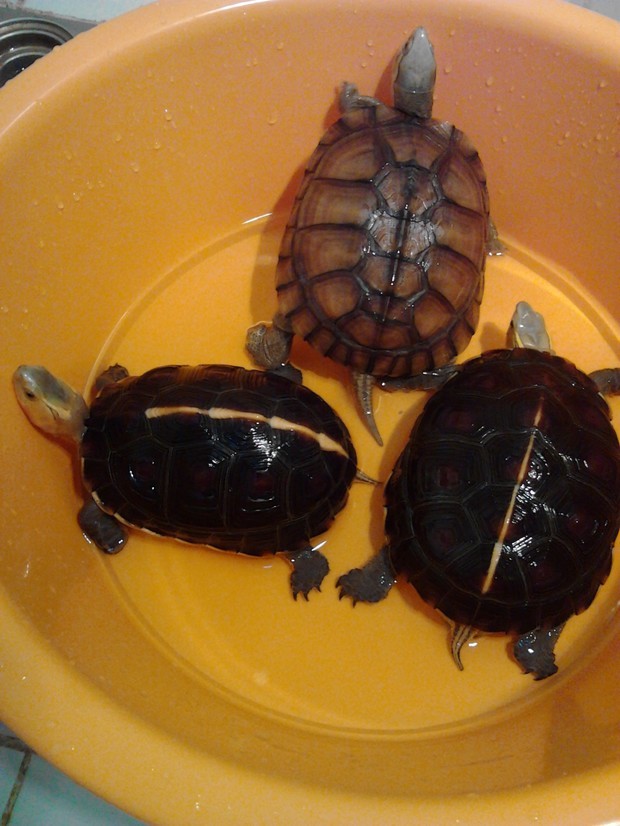 我家养的黄缘闭合龟怎么不闭壳?