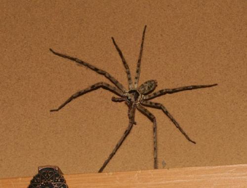 长脚蜘蛛有毒么 被抓伤