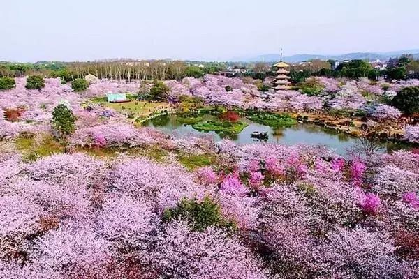 武漢大學: 素來能吸引大批遊客駐足觀賞其櫻花盛景,尤其是武大櫻園,更