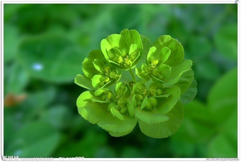 澤漆 (英)sun euphorbia herb 【別名】五朵雲,貓兒眼草,奶漿草.