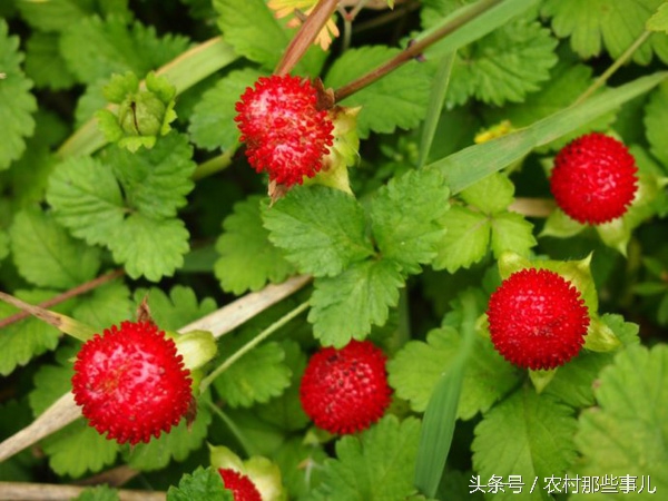 这8种农村常见的野果子,很多人不敢吃,其实是人间美味