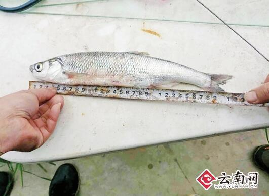 继金线鲃之后滇池土著鱼类保护又取得重大成果 人工繁殖出3万尾银白鱼