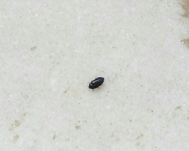 发现家里有这种小黑虫