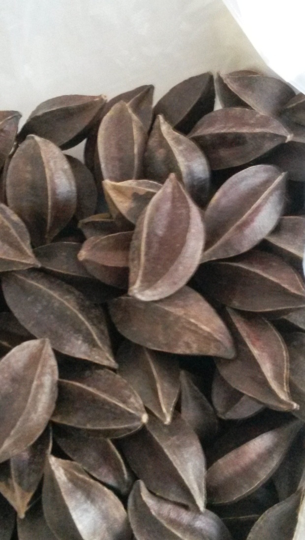 采纳率:44级 2014.09.04 使君子(quisqualis&nbsp;indica&nbsp;l.