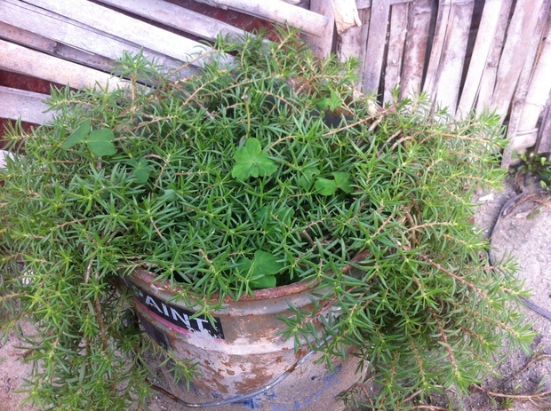 好像是松叶太阳花,又叫掐不死.