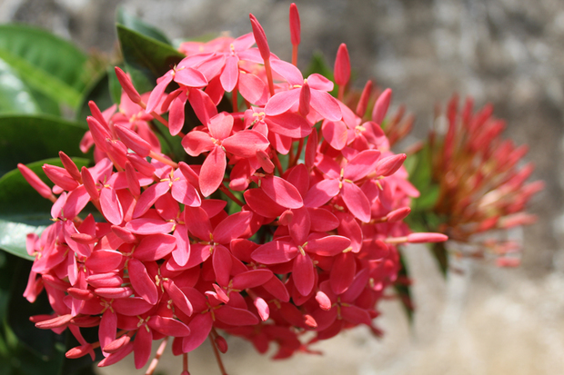 这个花的学名怎么叫