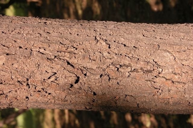 紫椴树皮什么样?