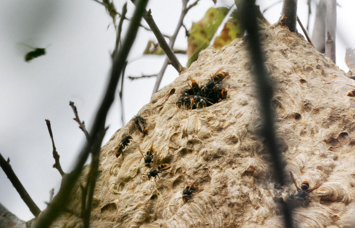 西安村民自家院里打核桃 遭胡蜂群攻击去世