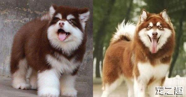 超萌的狗狗长大以后,哪一只才是你的菜?