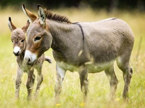 祁县众邦万头黑毛驴养殖项目正式落户西六支乡河湾村