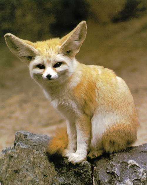狐狸品种 亚种图片
