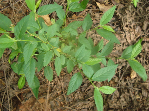 一种野生植物是互生叶,叶边有细齿.