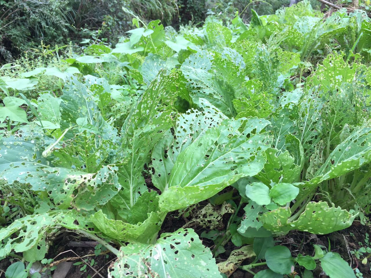 农村不打农药的蔬菜是这样的 现在你敢吃吗