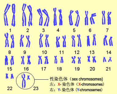 性染色体中有24条染色体,到什么染色体里数量不变?