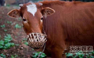 牛籠嘴,套在牛嘴上防止牛耕作時吃莊稼的工具,有竹子的有鐵的.