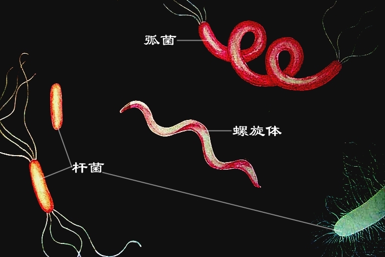 疏螺旋体属(borrelia)