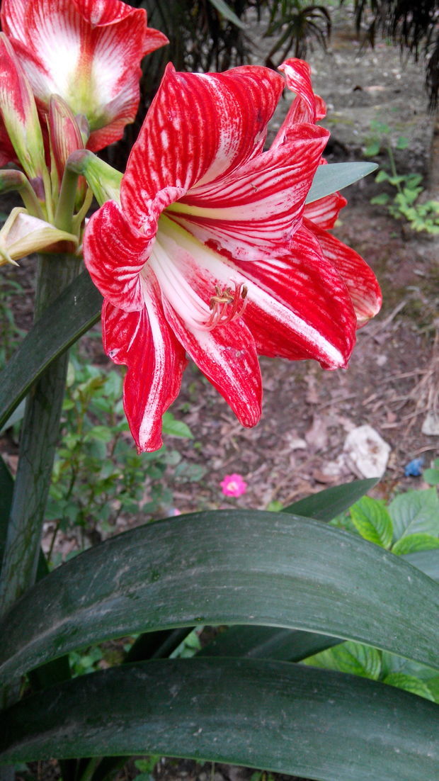 长得像卷丹又像百合,叶子很大,花是红色的植物是什么?