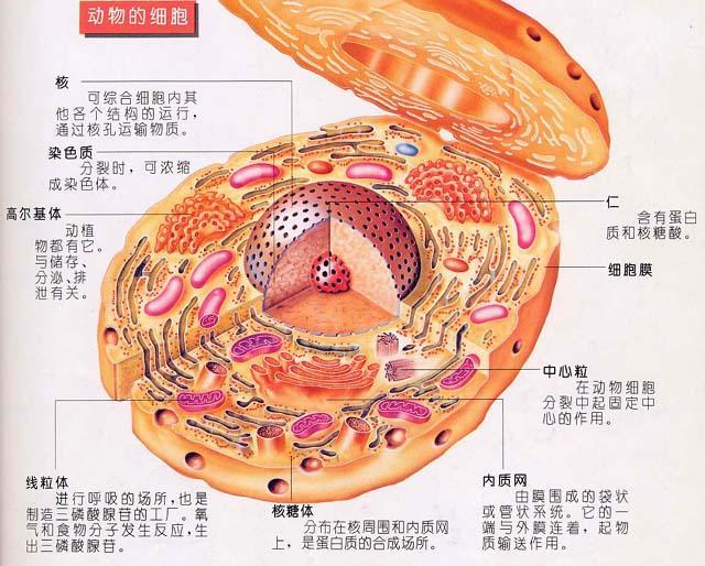 血细胞结构示意图图片