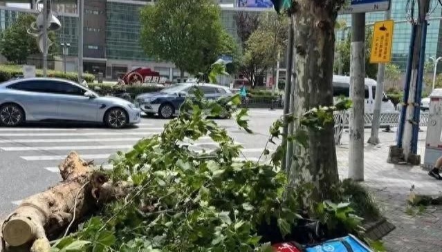 上海行道树被吹断