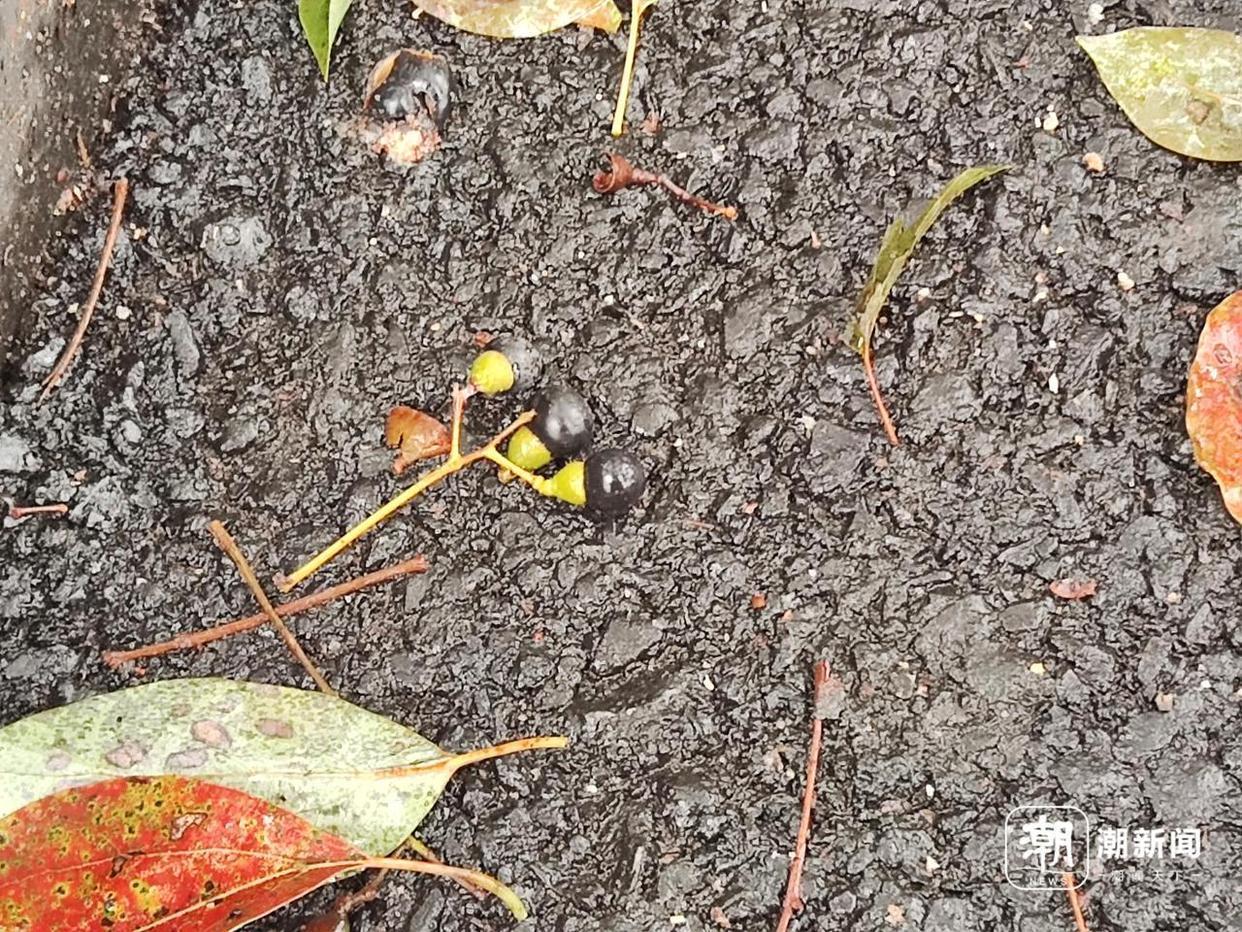 “这几天最多!” 杭州街头小黑果冲上热搜,再过一月会被夸真香 - 360娱乐,你开心就好
