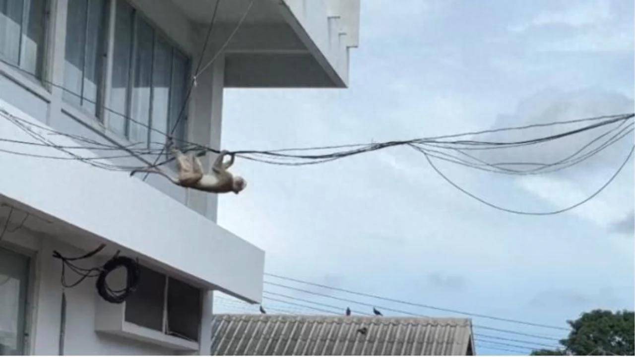 猴子出逃假照引恐慌