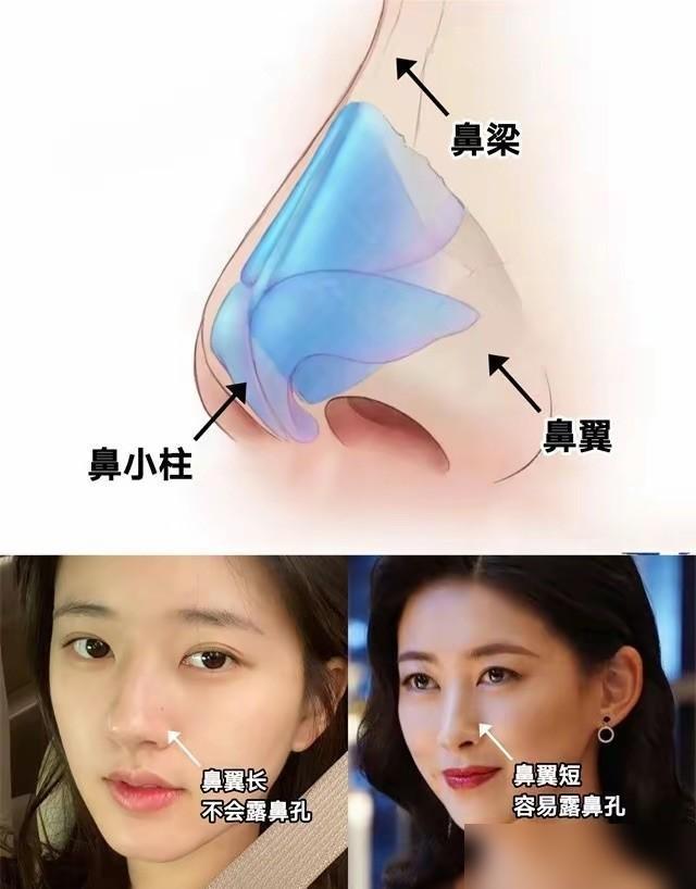 事实证明,朝天鼻才是美貌的终极对手,显老又显凶 - 360娱乐,你开心就好